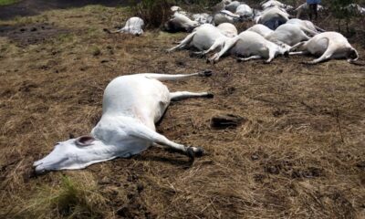42 Cows Die Mysteriously in FCT Community, Herder Collapses in Shock
