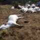 42 Cows Die Mysteriously in FCT Community, Herder Collapses in Shock
