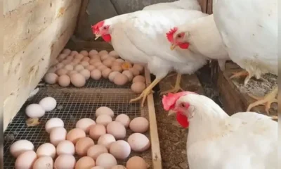 Saudi Arabia Bans Poultry, Egg Imports from Nigeria, 39 Other Countries