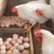 Saudi Arabia Bans Poultry, Egg Imports from Nigeria, 39 Other Countries