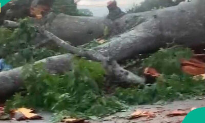 Tragic Tree Collapse in Enugu Kills 18 Passengers on Commercial Bus