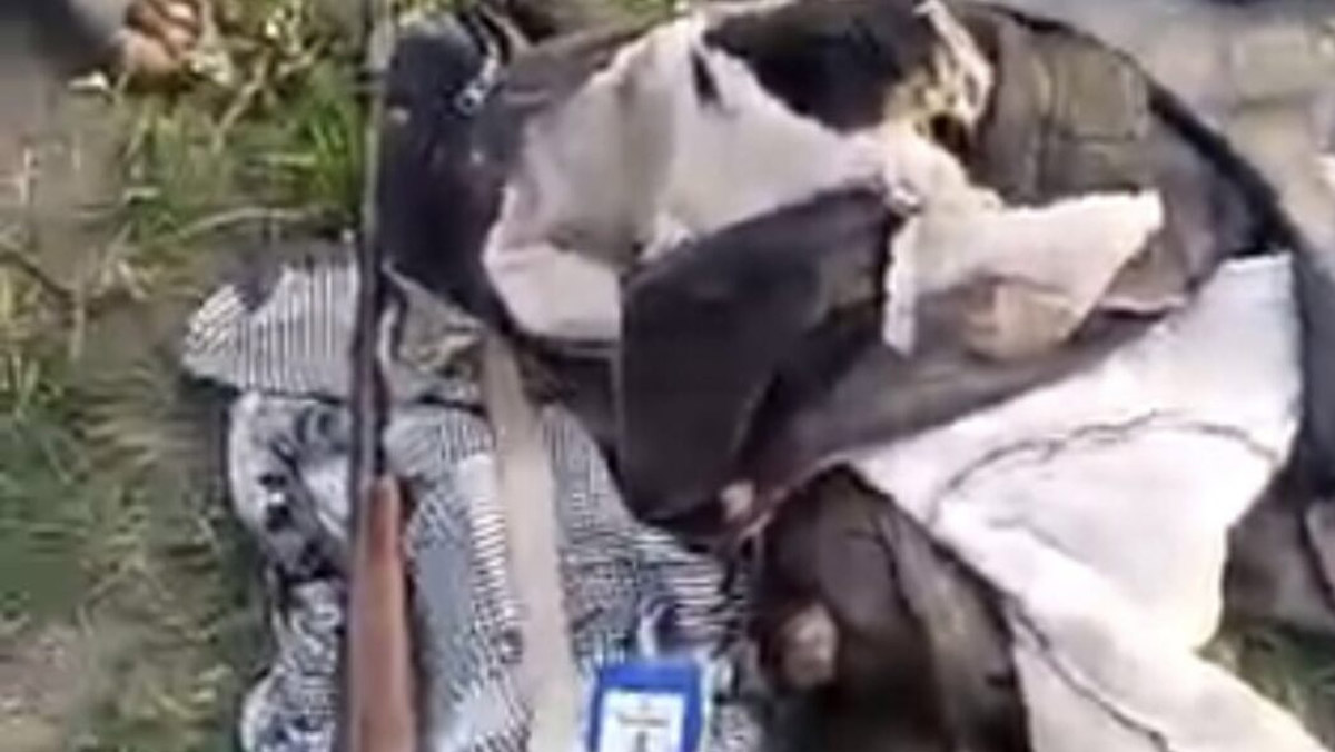 Elephant invades Oyo community, kills one