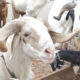 Eid-el-Kabir: Ram Sellers Lament Poor Patronage as Prices Hit N700,000