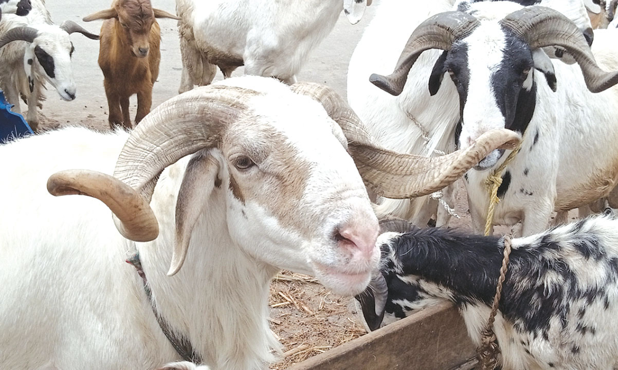 Eid-el-Kabir: Ram Sellers Lament Poor Patronage as Prices Hit N700,000