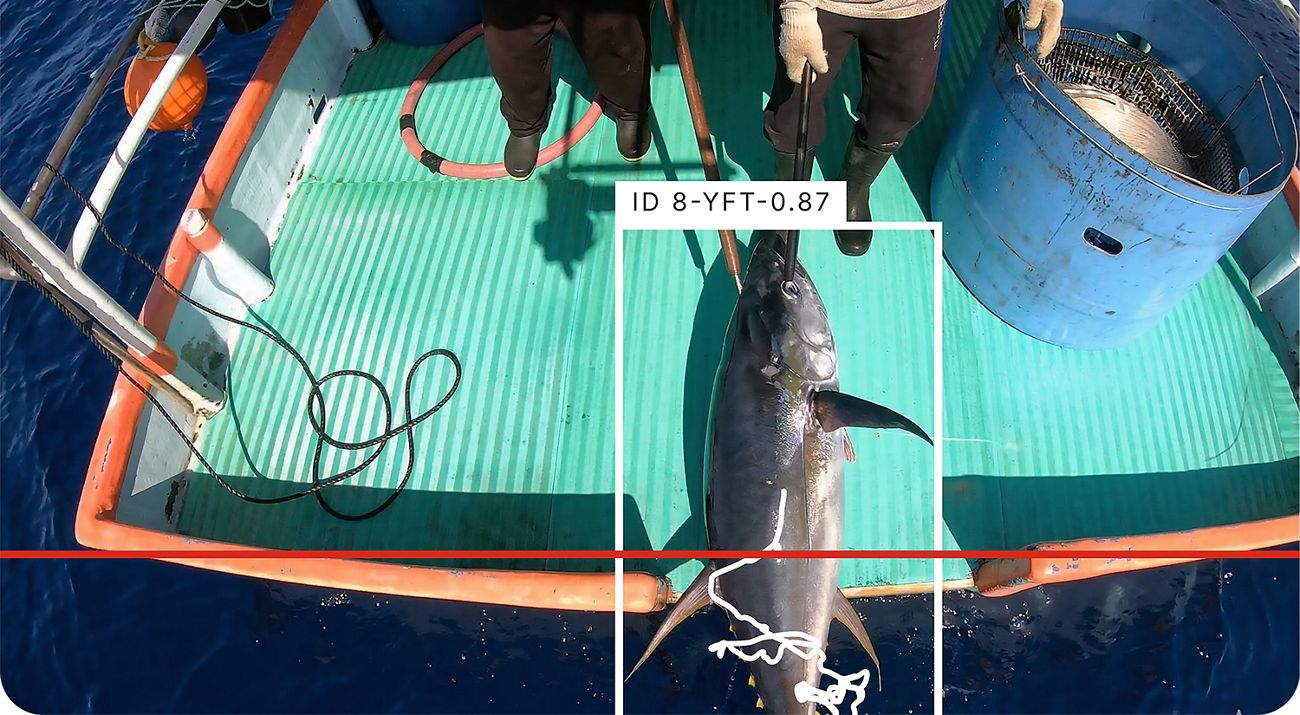 Nigerian researcher develops AI system to transform marine conservation, fisheries management