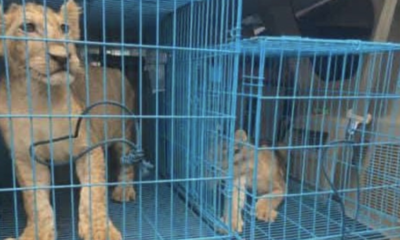 Customs Busts International Lion Cub Smuggling Ring, Rescues Two Cubs at Abuja Airport