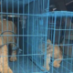 Customs Busts International Lion Cub Smuggling Ring, Rescues Two Cubs at Abuja Airport