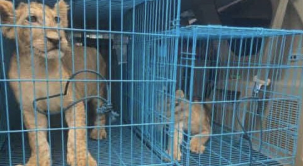 Customs Busts International Lion Cub Smuggling Ring, Rescues Two Cubs at Abuja Airport