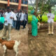 Nigerian Mother Gifts Son a Live Goat After Polytechnic Graduation