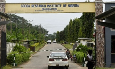 Fresh Kidnap at Cocoa Institute: Gunmen Seize Three Workers in Oyo