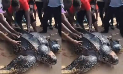 NESREA to Honour Lagos Baale After Dramatic Rescue of Endangered Sea Turtle