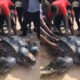 NESREA to Honour Lagos Baale After Dramatic Rescue of Endangered Sea Turtle