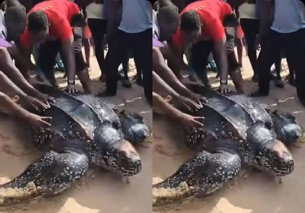 NESREA to Honour Lagos Baale After Dramatic Rescue of Endangered Sea Turtle